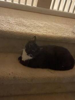 Tuxedo and Domestic Short Hair Cats Available for Adoption - Lexi | PetCurious