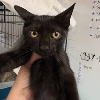 Crumpet -  American Shorthair Cat for Adoption in Fulton, Texas - Crumpet | PetCurious