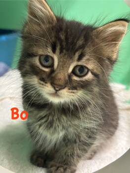 Rescue Tabby Cats for Adoption in Crescent City, California - Bo | PetCurious