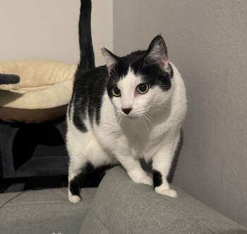 Domestic Short Hair and Tuxedo Cats Available for Adoption - Pepper/poppers | PetCurious