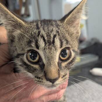 Friskie -  Domestic Short Hair Cat for Adoption in Brighton, Missouri - Friskie | PetCurious