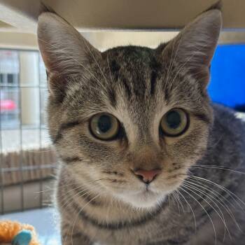 Rescue Domestic Short Hair Cats for Adoption in Medford, Oregon - Ash | PetCurious