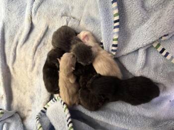 A1928654 -  Domestic Short Hair Cat for Adoption in Thousand Palms, California - A1928654 | PetCurious