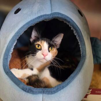 Carrie -  Domestic Short Hair Cat for Adoption in Houston, Texas - Carrie | PetCurious