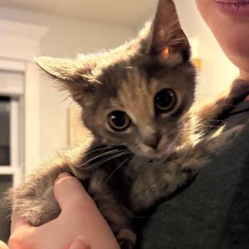 Princess Fiona -  Domestic Short Hair Cat for Adoption in Columbia, Missouri - Princess Fiona | PetCurious