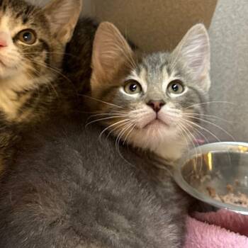 Knack -  Domestic Short Hair Cat for Adoption in Pittsburgh, Pennsylvania - Knack | PetCurious