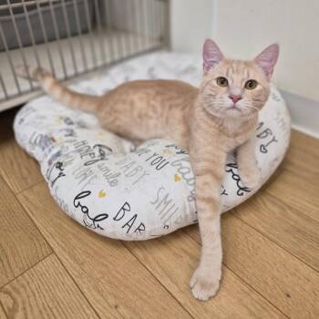 Popcorn -  Domestic Short Hair Cat for Adoption in Woodstock, Illinois - Popcorn | PetCurious