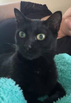 American Shorthair Cats Available for Adoption - HAZEL!  Only 6 Pounds!!!! | PetCurious