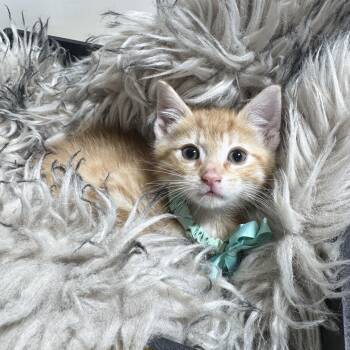 Domestic Short Hair and Tabby Cats Available for Adoption in Burlington, North Carolina - Cuddly Randy | PetCurious