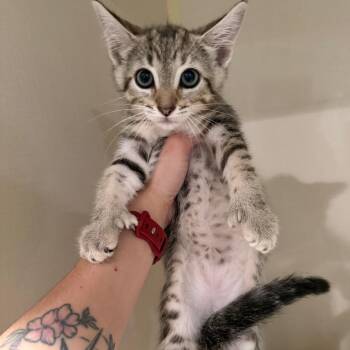 Domestic Short Hair Cats Available for Adoption in Port Charlotte, Florida - Siena | PetCurious