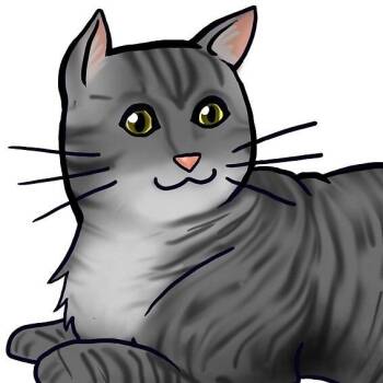 Soba -  Domestic Short Hair Cat for Adoption in Tempe, Arizona - Soba | PetCurious