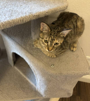 Rescue Domestic Short Hair and Tabby Cats for Adoption in Frisco, Texas - Gina Brown Tabby | PetCurious