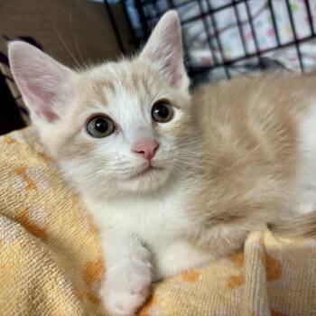 Balboa -  Domestic Short Hair Cat for Adoption in Redwood City, California - Balboa | PetCurious