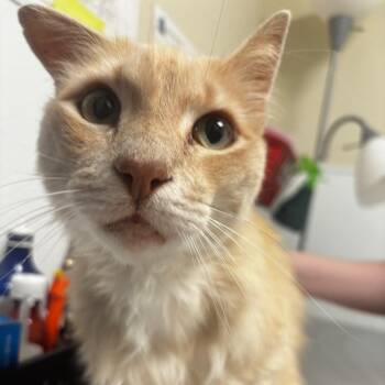 Domestic Medium Hair Cats Available for Adoption in Tulsa, Oklahoma - Milo | PetCurious