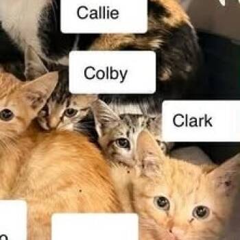 Rescue Domestic Short Hair Cats for Adoption in Madison, Wisconsin - Clark | PetCurious
