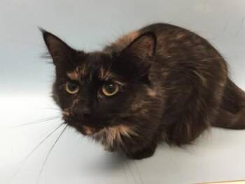 Sushi -  Domestic Long Hair Cat for Adoption in Woodbury, Minnesota - Sushi | PetCurious