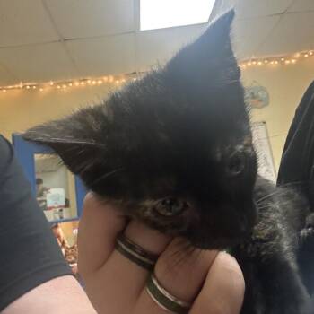 Oinkie -  Domestic Short Hair Cat for Adoption in Monroe, Louisiana - Oinkie | PetCurious