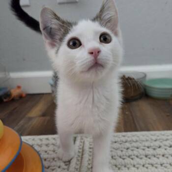 BAYMAX -  Domestic Short Hair Cat for Adoption in Loveland, Colorado - BAYMAX | PetCurious