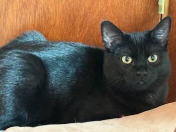 Rescue Domestic Short Hair Cats for Adoption in Renton, Washington - Luna | PetCurious