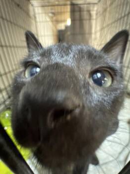 Grumpy- MD -  Domestic Short Hair Cat for Adoption in Fort Walton Beach, Florida - Grumpy- MD | PetCurious