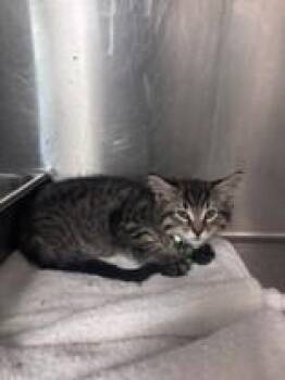 Domestic Medium Hair Cats Available for Adoption in Harrisonville, Missouri - Nickleback | PetCurious