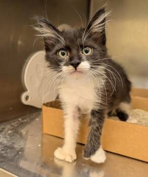 Sprite -  Domestic Long Hair Cat for Adoption in Santa Rosa, California - Sprite | PetCurious