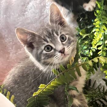 Domestic Short Hair Cats Available for Adoption in Muncie, Indiana - Orin | PetCurious