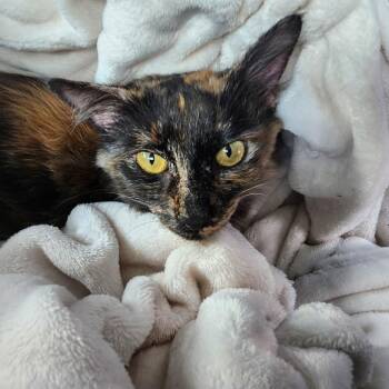 Maple -  Domestic Short Hair Cat for Adoption in Greensboro, North Carolina - Maple | PetCurious