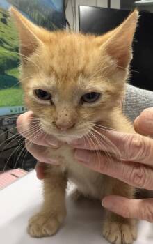 Tater (Punkin K4) -  Domestic Short Hair Cat for Adoption in Pahrump, Nevada - Tater (Punkin K4) | PetCurious