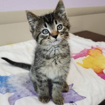 Dougal -  Tabby Cat for Adoption in Marshfield, Wisconsin - Dougal | PetCurious
