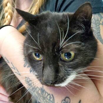 Domestic Short Hair Cats Available for Adoption in Pittsburgh, Pennsylvania - Goofy | PetCurious