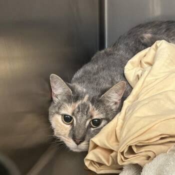 Domestic Short Hair Cats Available for Adoption in Charlottesville, Virginia - String Of Pearls | PetCurious