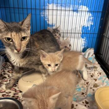 H -  Domestic Short Hair Cat for Adoption in Webster, Texas - H | PetCurious