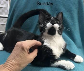 Sundae -  Domestic Short Hair Cat for Adoption in Herculaneum, Missouri - Sundae | PetCurious