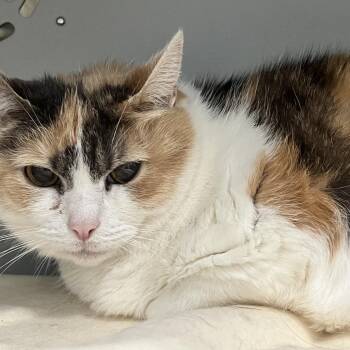 Domestic Short Hair Cats Available for Adoption - Zaria | PetCurious