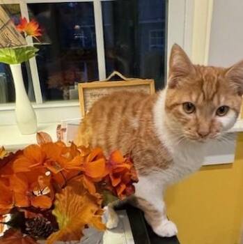 Rescue Domestic Short Hair Cats for Adoption in Rochester, Massachusetts - Max | PetCurious