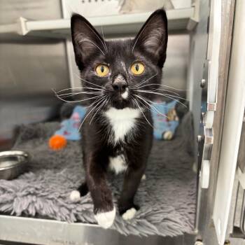 Cyrus -  Domestic Short Hair Cat for Adoption in Clavet, Saskatchewan - Cyrus | PetCurious