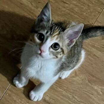 Princess Q -  Domestic Short Hair Cat for Adoption in San Antonio, Texas - Princess Q | PetCurious