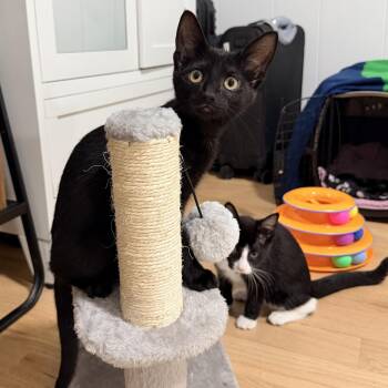 Brontee & Dickens -  Domestic Short Hair Cat for Adoption in Waltham, Massachusetts - Brontee & Dickens | PetCurious