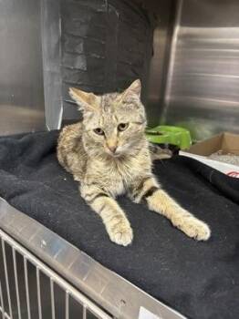 Big Bird -  Domestic Short Hair Cat for Adoption in Georgetown, South Carolina - Big Bird | PetCurious