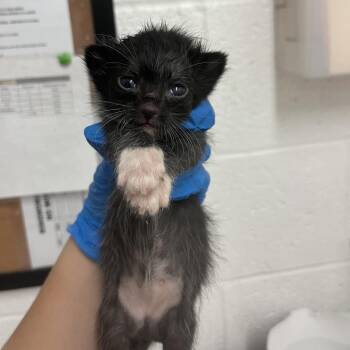 Domestic Short Hair Cats Available for Adoption in Edinburg, Texas - Zuzu | PetCurious