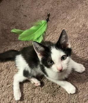 Blake -  Domestic Short Hair Cat for Adoption in Wheaton, Illinois - Blake | PetCurious