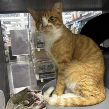 Honey -  Domestic Short Hair Cat Available for Adoption in Zimmerman, Minnesota - Honey | PetCurious