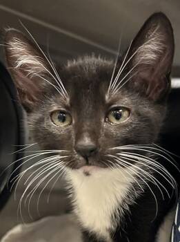 ANGELA* -  Domestic Short Hair Cat for Adoption in Santa Cruz, California - ANGELA* | PetCurious
