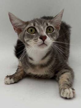 Peaches -  Domestic Short Hair Cat for Adoption in Bowling Green, Kentucky - Peaches | PetCurious