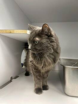 Kailani -  Domestic Long Hair and Retriever Cat for Adoption in Trenton, Maine - Kailani | PetCurious