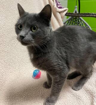 Rescue Domestic Short Hair Cats for Adoption in Jackson, Michigan - Moth | PetCurious