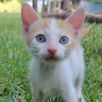Jeffrey -  Domestic Short Hair Cat for Adoption in Houston, Texas - Jeffrey | PetCurious