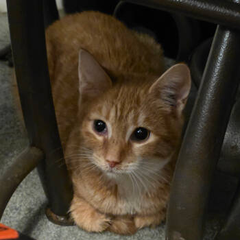 Rescue Domestic Short Hair Cats for Adoption in Abingdon, Maryland - 1025-140 Julianna | PetCurious