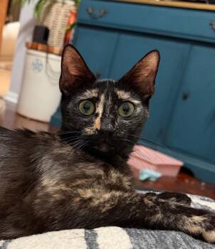 Blaire -  Tortoiseshell Cat for Adoption in Orlando, Florida - Blaire | PetCurious